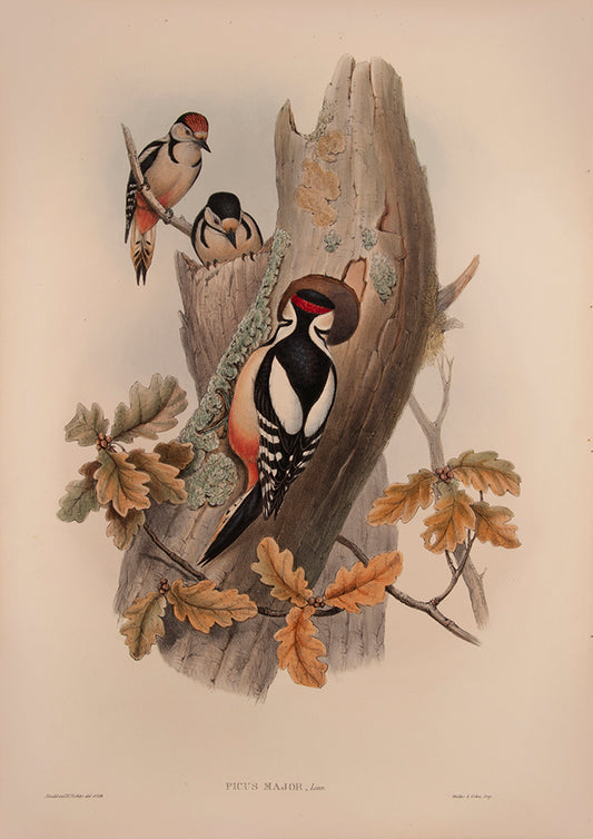 John Gould is widely considered the greatest and most ambitious of all Victorian ornithologists