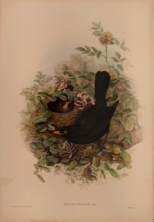 John Gould is widely considered the greatest and most ambitious of all Victorian ornithologists