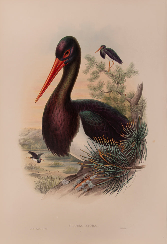John Gould is widely considered the greatest and most ambitious of all Victorian ornithologists