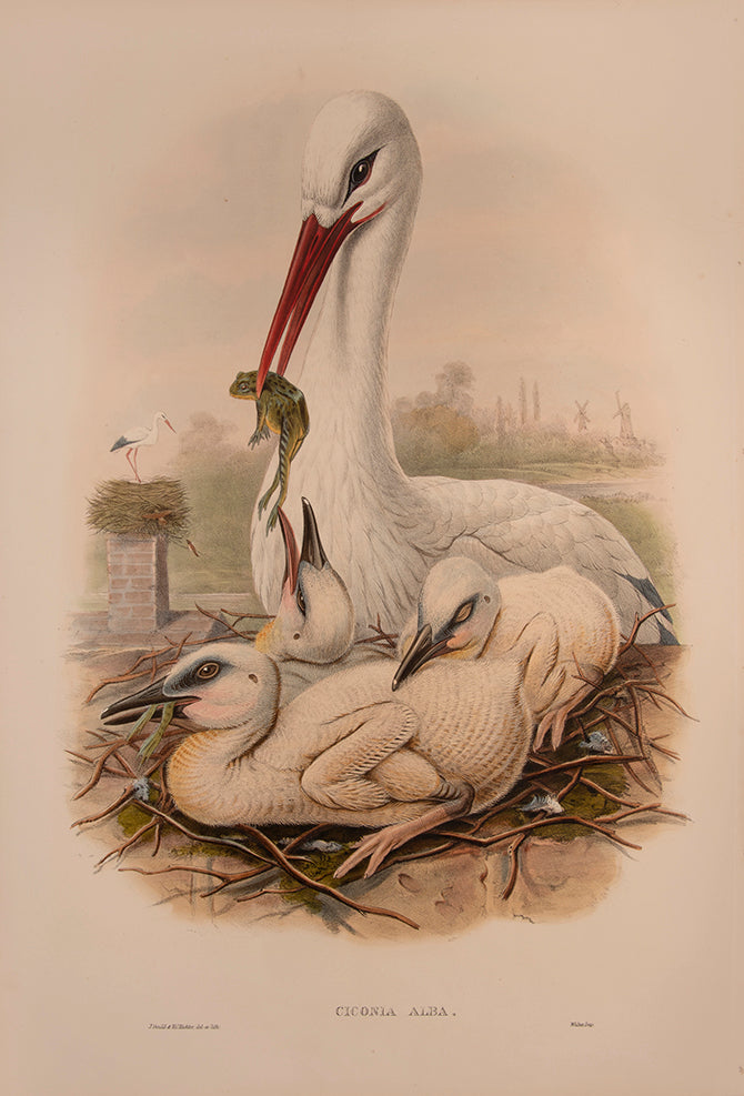 John Gould is widely considered the greatest and most ambitious of all Victorian ornithologists