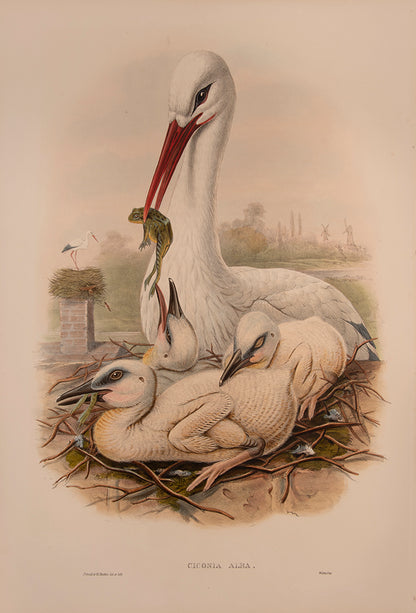 John Gould is widely considered the greatest and most ambitious of all Victorian ornithologists
