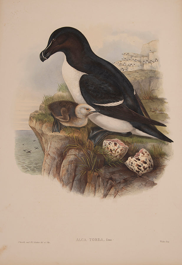 Alca Torda [Razorbill].