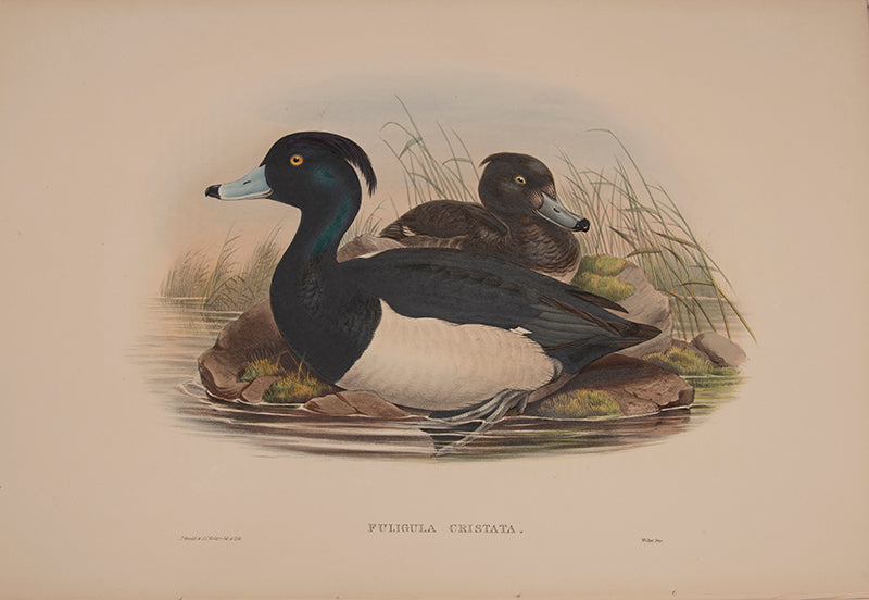 Fuligula Cristata [Tufted Duck].