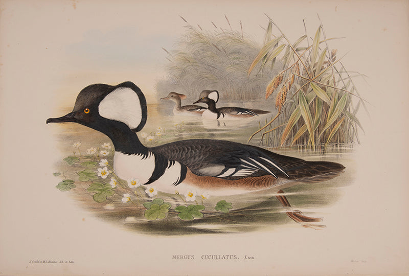 Mergus Cucullatus [Hooded Merganser].