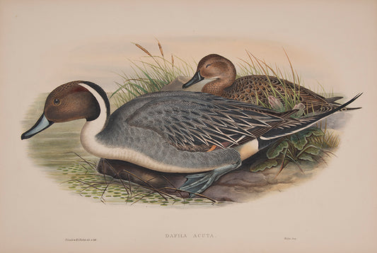 John Gould is widely considered the greatest and most ambitious of all Victorian ornithologists