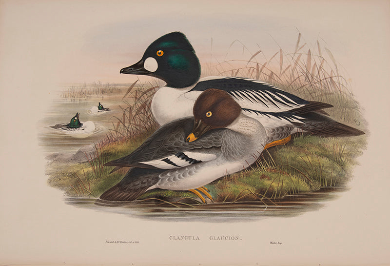 John Gould is widely considered the greatest and most ambitious of all Victorian ornithologists