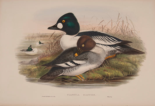 John Gould is widely considered the greatest and most ambitious of all Victorian ornithologists