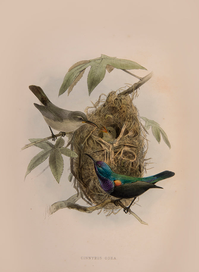 first edition of this important monograph, one of 250 copies only. Amongst the most beautiful of bird monographs, the Nectariniidae illustrates 138 species