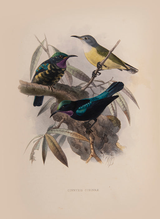 A Monograph of the Nectariniidae, or Family of Sunbirds.