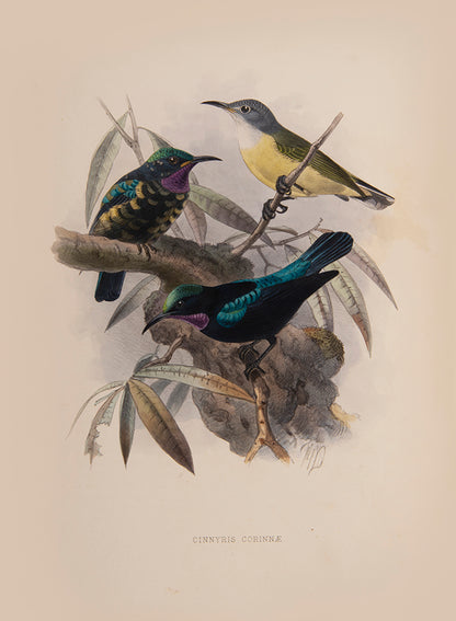 first edition of this important monograph, one of 250 copies only. Amongst the most beautiful of bird monographs, the Nectariniidae illustrates 138 species