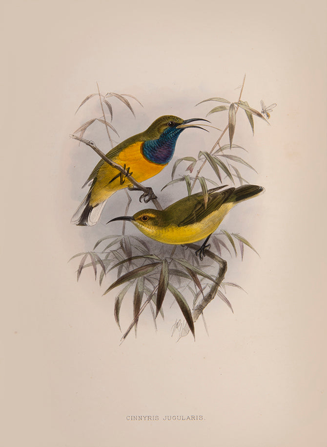 first edition of this important monograph, one of 250 copies only. Amongst the most beautiful of bird monographs, the Nectariniidae illustrates 138 species
