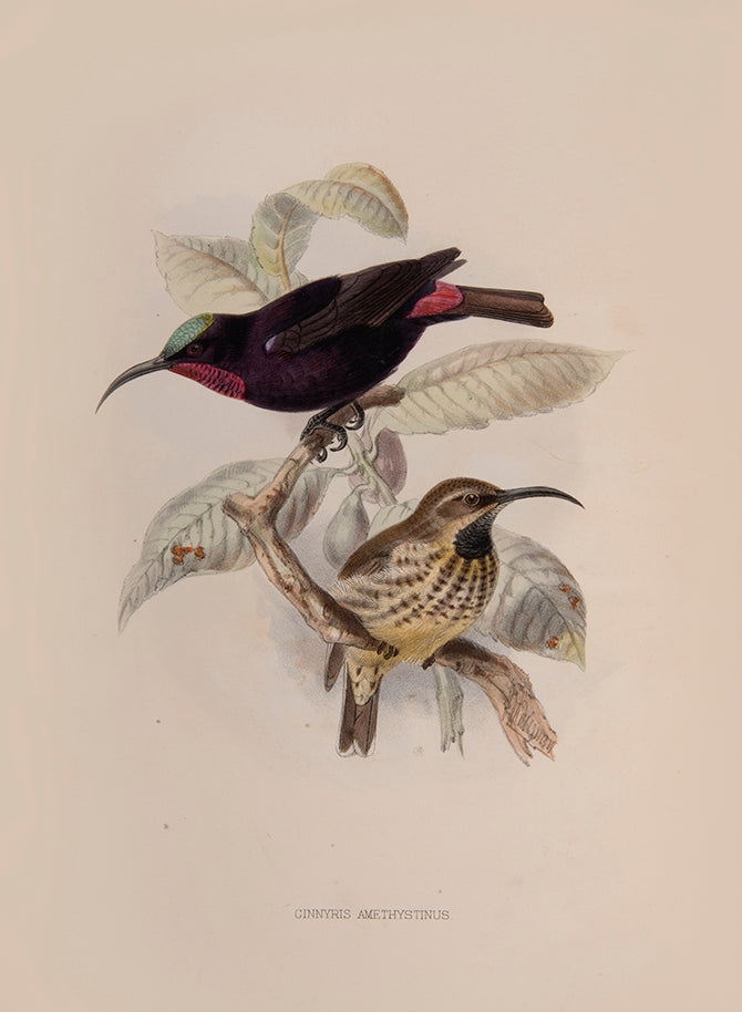 first edition of this important monograph, one of 250 copies only. Amongst the most beautiful of bird monographs, the Nectariniidae illustrates 138 species