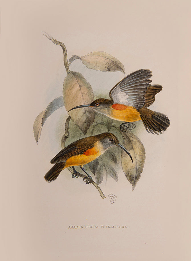 first edition of this important monograph, one of 250 copies only. Amongst the most beautiful of bird monographs, the Nectariniidae illustrates 138 species