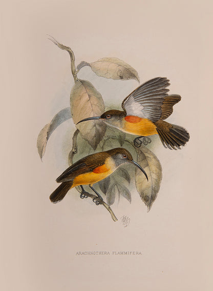 first edition of this important monograph, one of 250 copies only. Amongst the most beautiful of bird monographs, the Nectariniidae illustrates 138 species