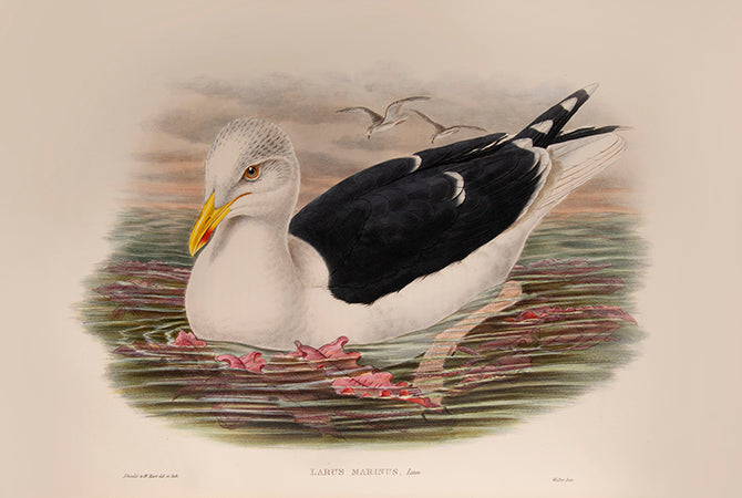 Bound in 25 original parts