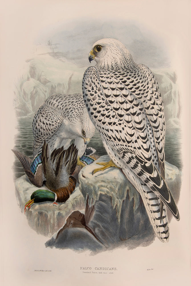 Bound in 25 original parts