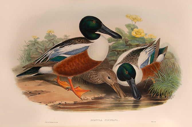 Bound in 25 original parts