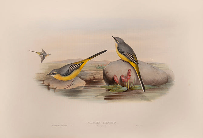 Bound in 25 original parts