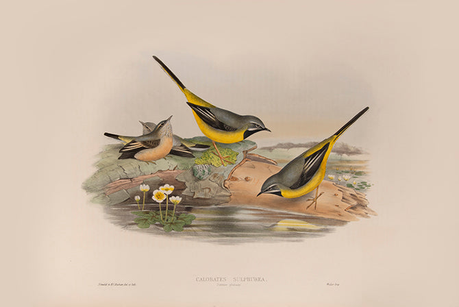 Bound in 25 original parts