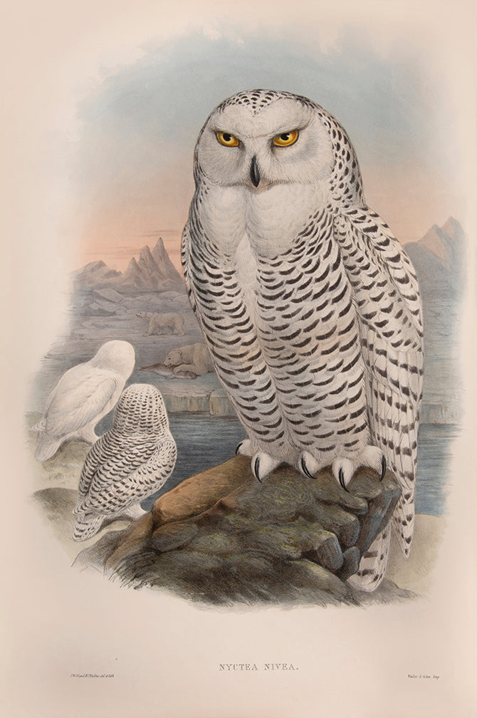 Bound in 25 original parts