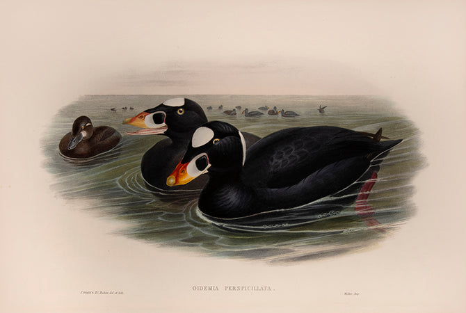 Bound in 25 original parts