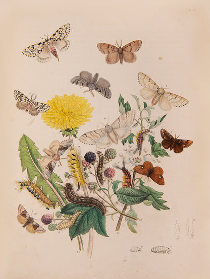 First edition, 2 vols, 124 hand-coloured plates, occasional mild spotting otherwise very good; contemporary half green calf, maroon lettering-pieces gilt