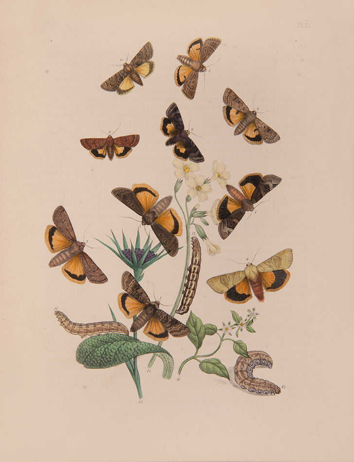 First edition, 2 vols, 124 hand-coloured plates, occasional mild spotting otherwise very good; contemporary half green calf, maroon lettering-pieces gilt