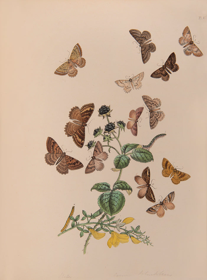 First edition, 2 vols, 124 hand-coloured plates, occasional mild spotting otherwise very good; contemporary half green calf, maroon lettering-pieces gilt