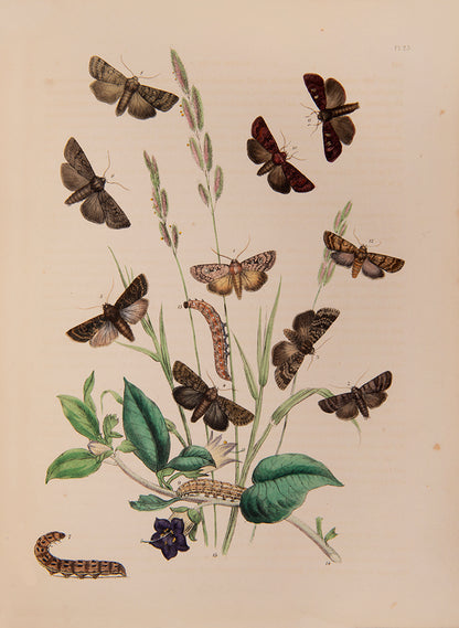 First edition, 2 vols, 124 hand-coloured plates, occasional mild spotting otherwise very good; contemporary half green calf, maroon lettering-pieces gilt