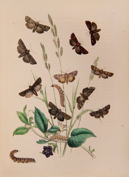 First edition, 2 vols, 124 hand-coloured plates, occasional mild spotting otherwise very good; contemporary half green calf, maroon lettering-pieces gilt