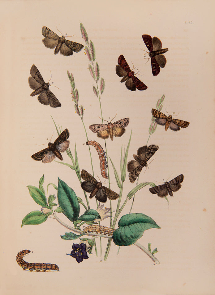 First edition, 2 vols, 124 hand-coloured plates, occasional mild spotting otherwise very good; contemporary half green calf, maroon lettering-pieces gilt