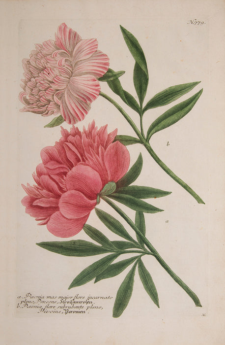 Peonies