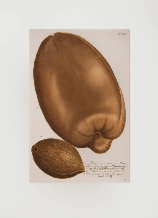 This was the first botanical series to use color-printed mezzotint successfully.