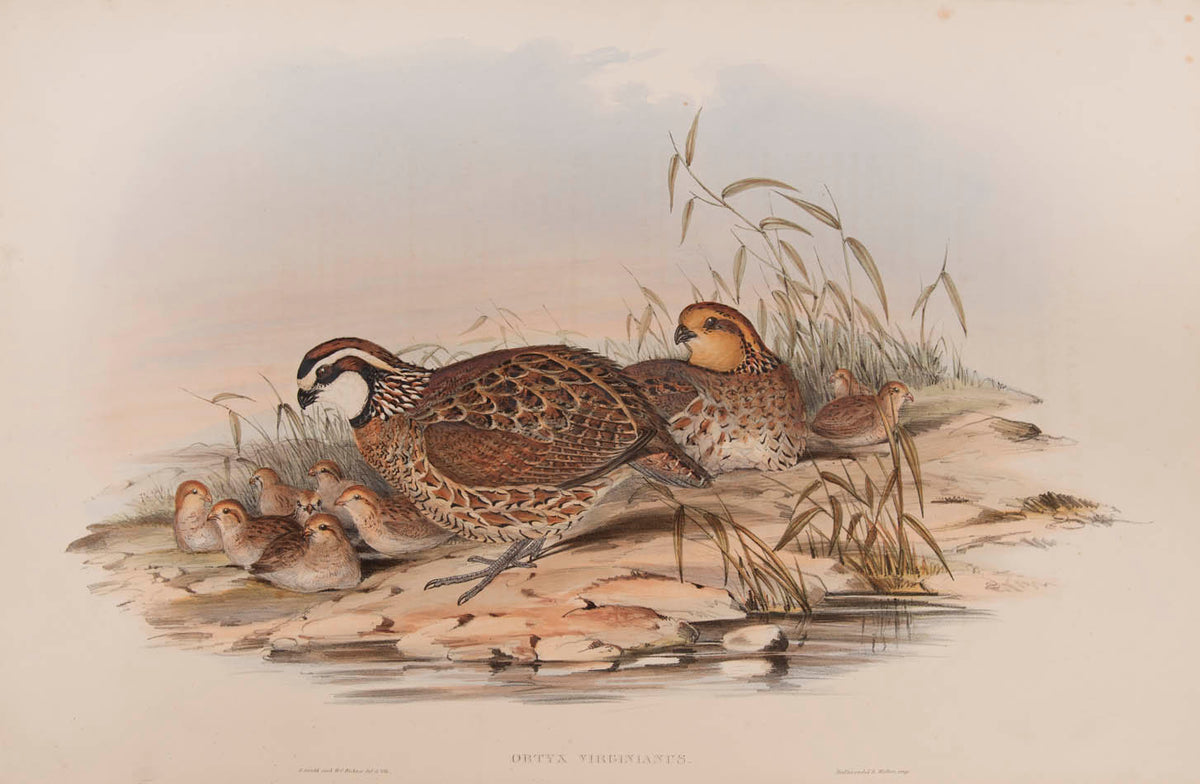 Rare example in original parts of John Gould's Partridges of America.