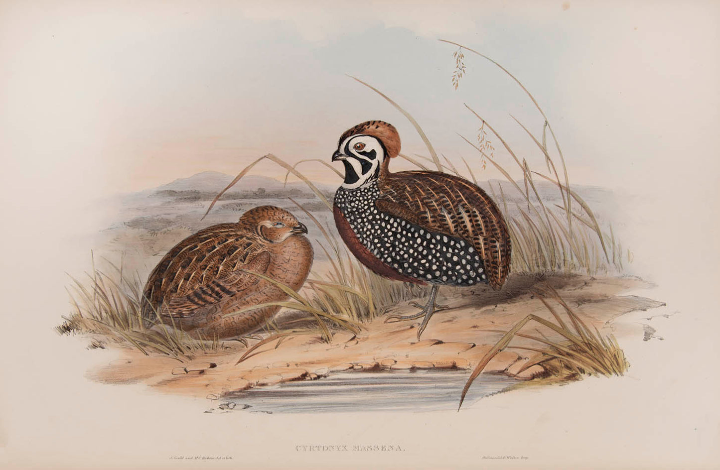 Rare example in original parts of John Gould's Partridges of America.