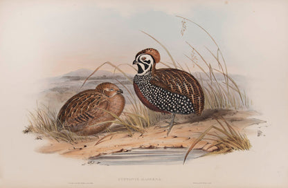Rare example in original parts of John Gould's Partridges of America.