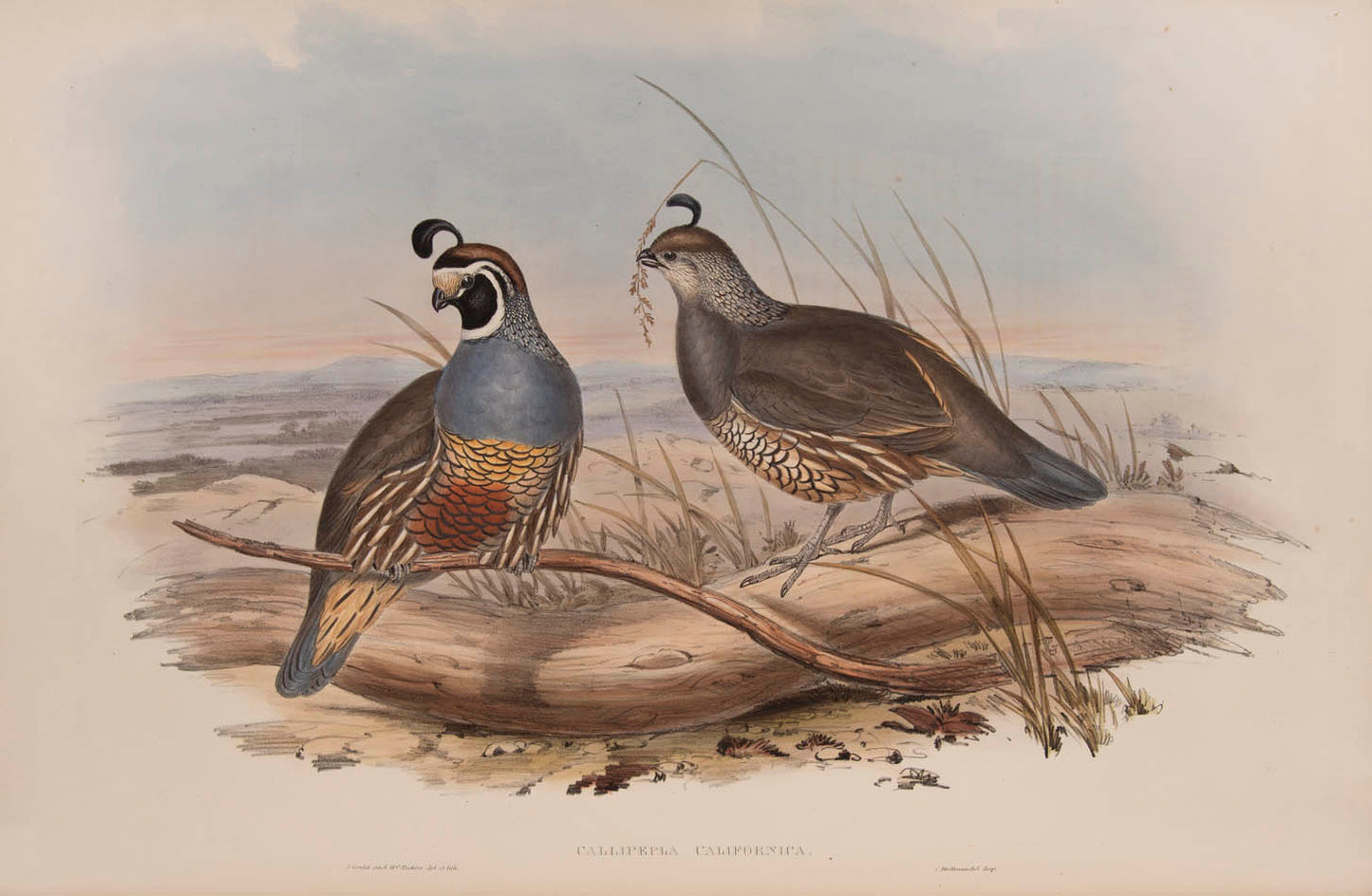 Rare example in original parts of John Gould's Partridges of America.