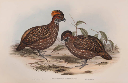 Rare example in original parts of John Gould's Partridges of America.