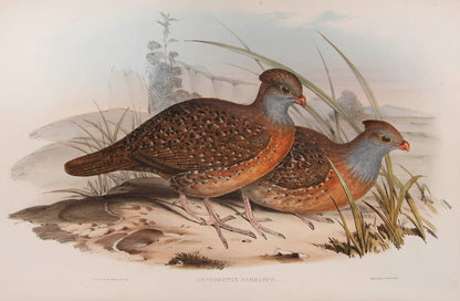 Rare example in original parts of John Gould's Partridges of America.