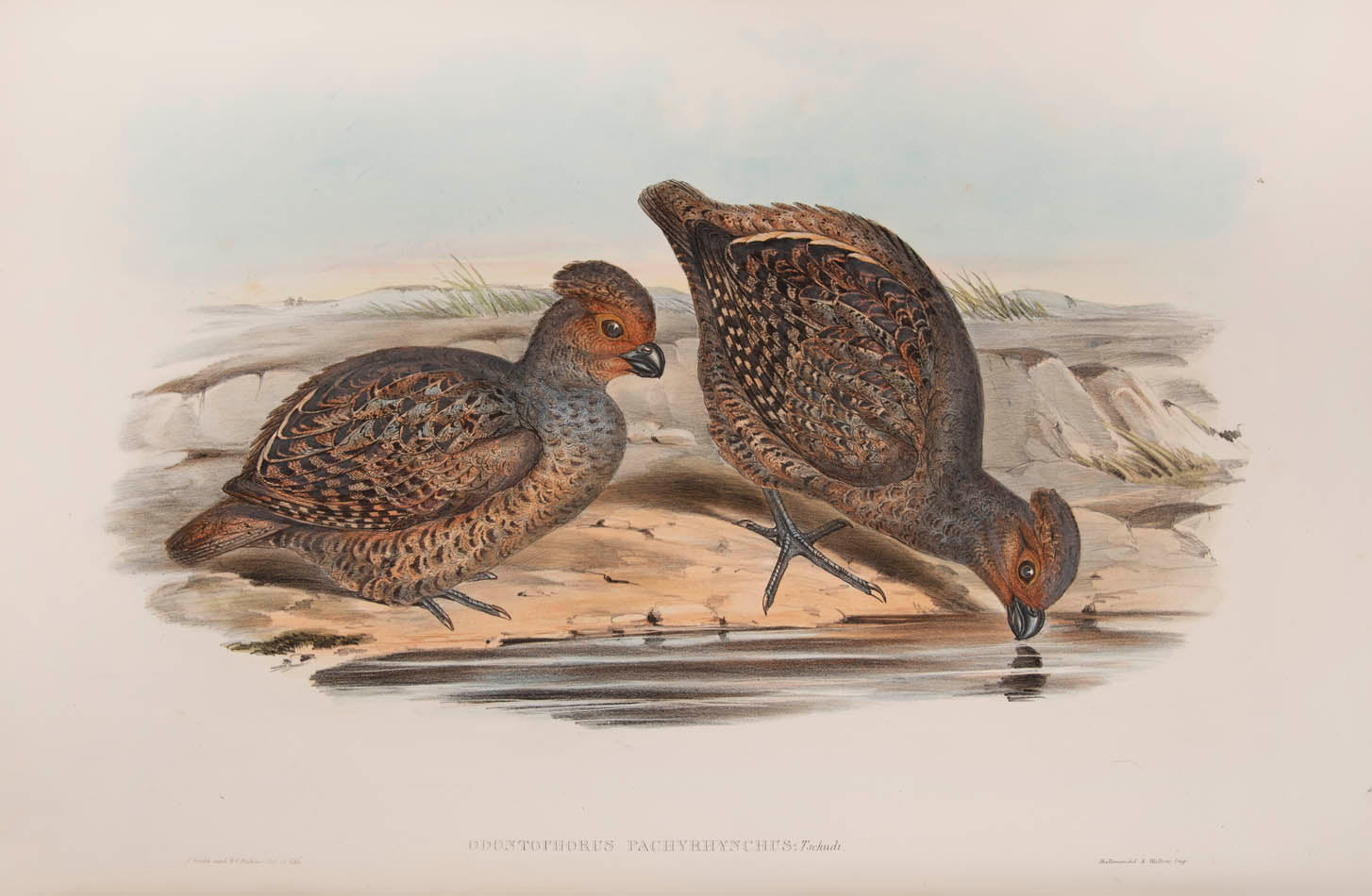 Rare example in original parts of John Gould's Partridges of America.