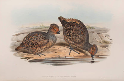 Rare example in original parts of John Gould's Partridges of America.