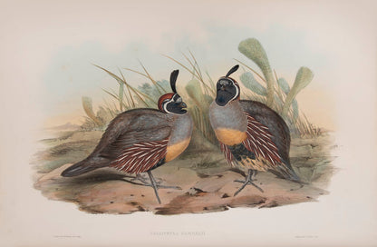 Rare example in original parts of John Gould's Partridges of America.
