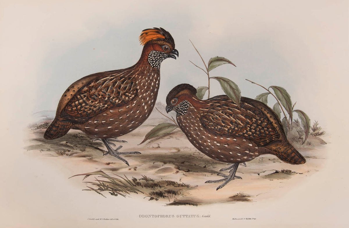Rare example in original parts of John Gould's Partridges of America.