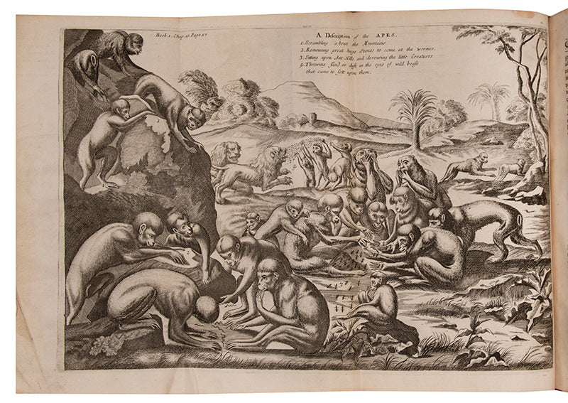 Ludolf is regarded as the father of modern Ethiopian studies, his 'New History of Ethiopia is 'full of recondite and important information'.