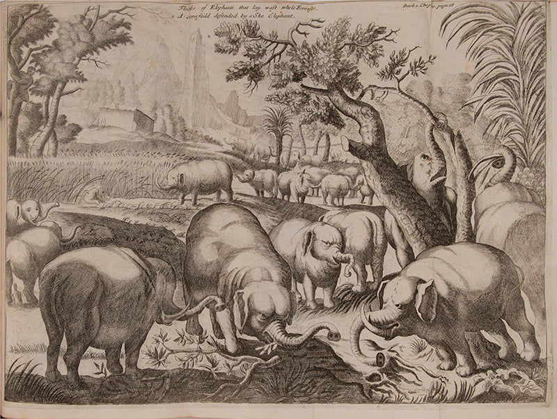 Ludolf is regarded as the father of modern Ethiopian studies, his 'New History of Ethiopia is 'full of recondite and important information'.