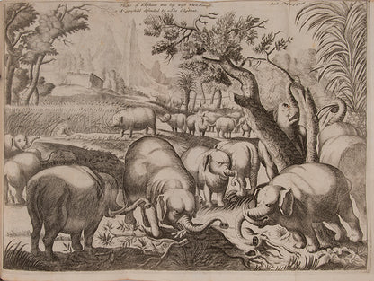 Ludolf is regarded as the father of modern Ethiopian studies, his 'New History of Ethiopia is 'full of recondite and important information'.