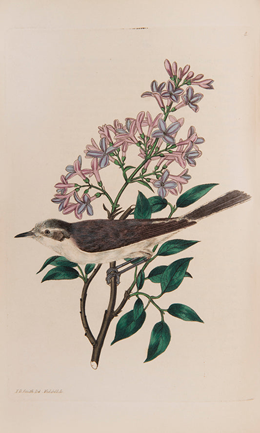 The British Warblers.