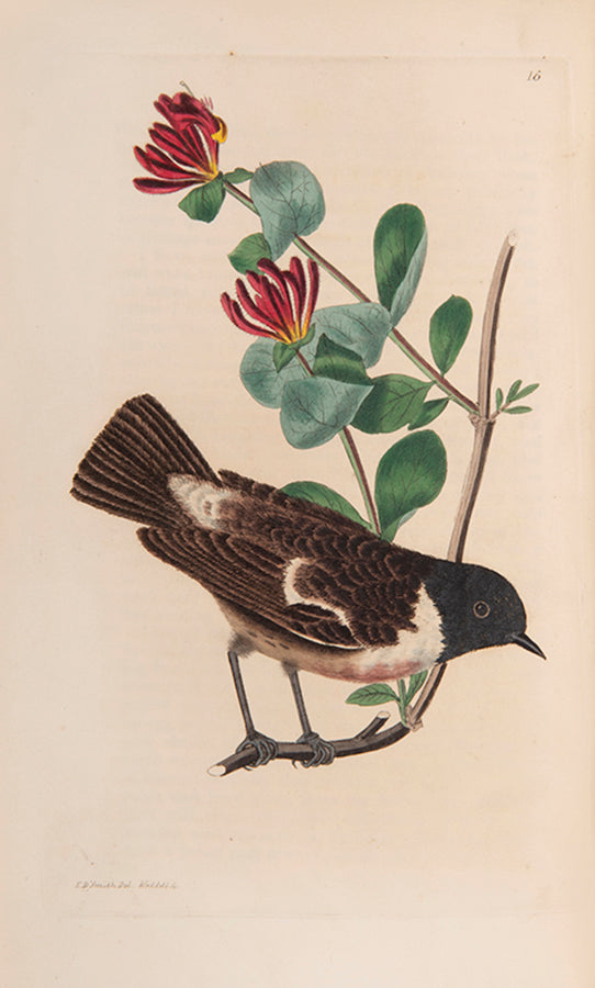 The British Warblers.