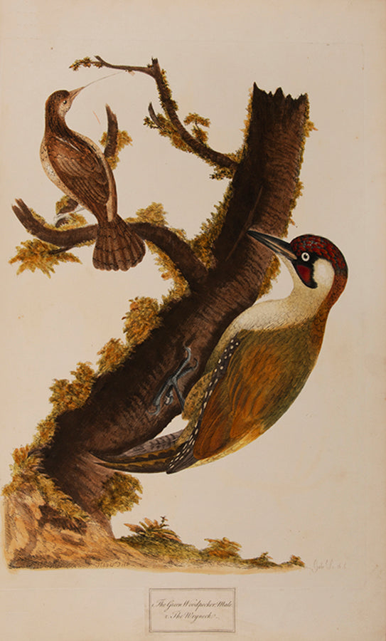 Containing 40 finely coloured plates, mostly hand signed by Hayes himself.