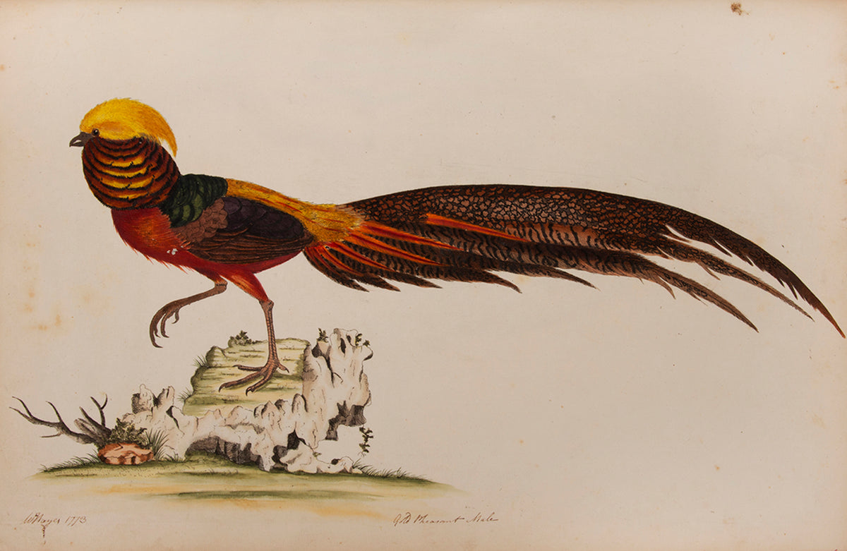 Containing 40 finely coloured plates, mostly hand signed by Hayes himself.